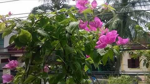 Dại Khờ - Xuân Diệu