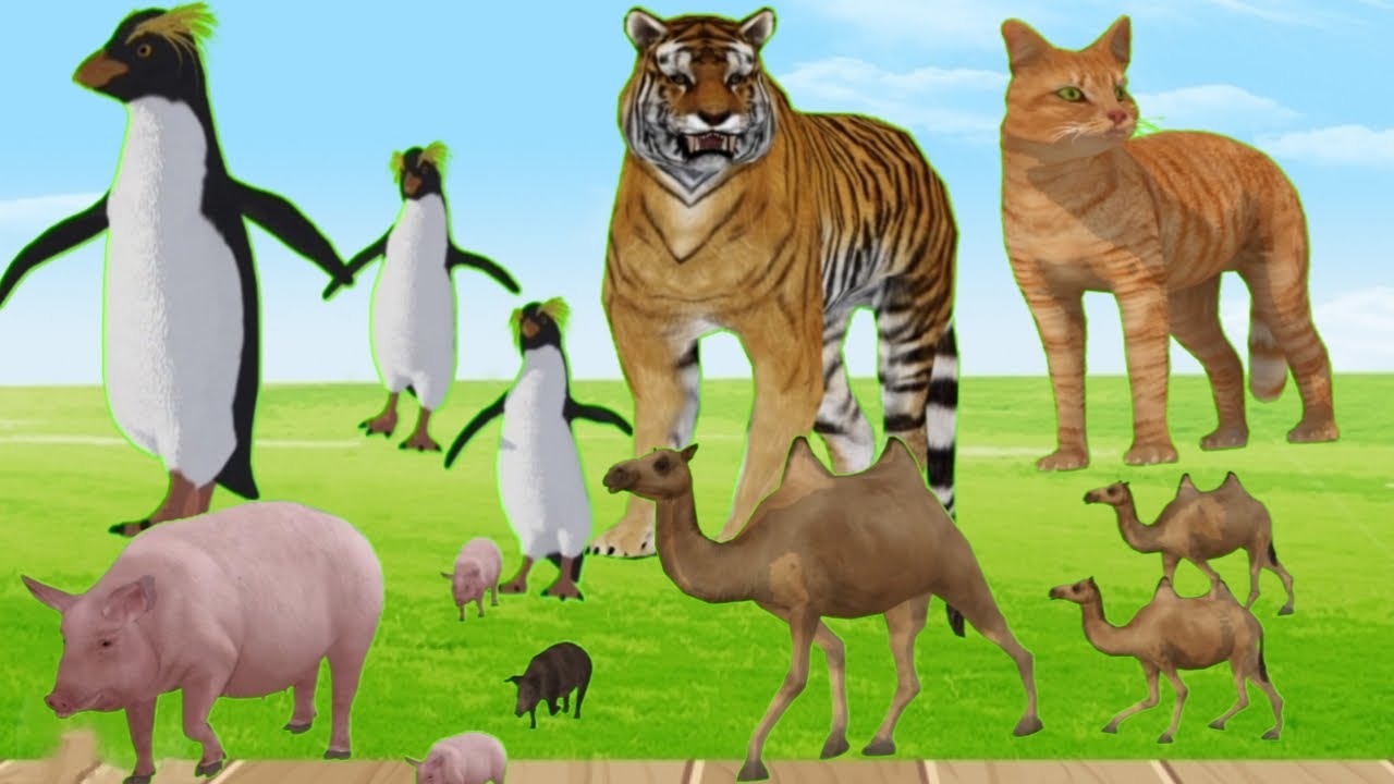 animal's pic sound pig, cat, camel, tiger, penguin running