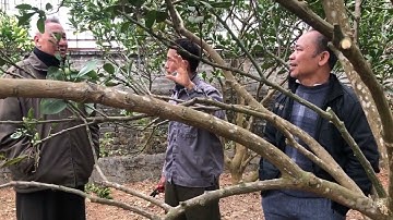 KỸ THUẬT CẮT LÁ, TỈA CÀNH, TẠO TÁN, KHOANH VỎ CHO SAI HOA, ĐẬU QUẢ VÀ CHỐNG BỘP QUẢ TRÊN BƯỞI DIỄN