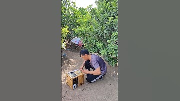 trống mái chuối lên đường phục vụ ae đam mê🐓 #thứcgàrừng86 #gàrừngrặc #gàrừngtaitrắng