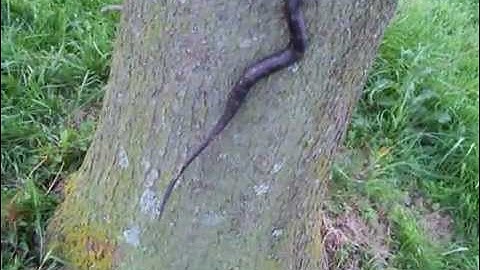 Black rat snake climbing a tree!!