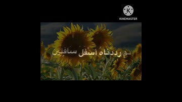 والتين والزيتون ☘️ القارئ ماهر المعيقلي ☘️قراءة هادئة تريح النفس ☘️@قرآن كريم آرح قلبك
