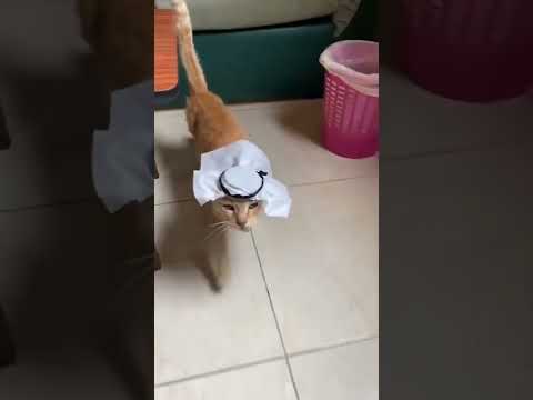 habibi cat 🎴