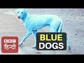 Have you seen Blue Dog before? (BBC Hindi)