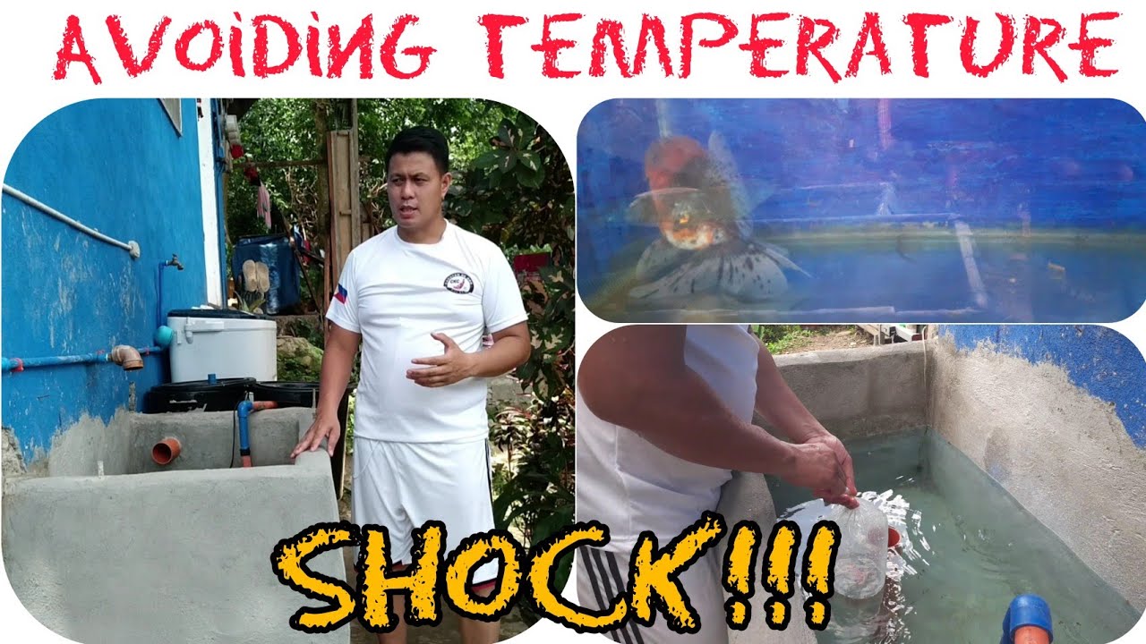 Basic Tips in Transferring Koi/GoldfishBuying New FishesTanktoTank