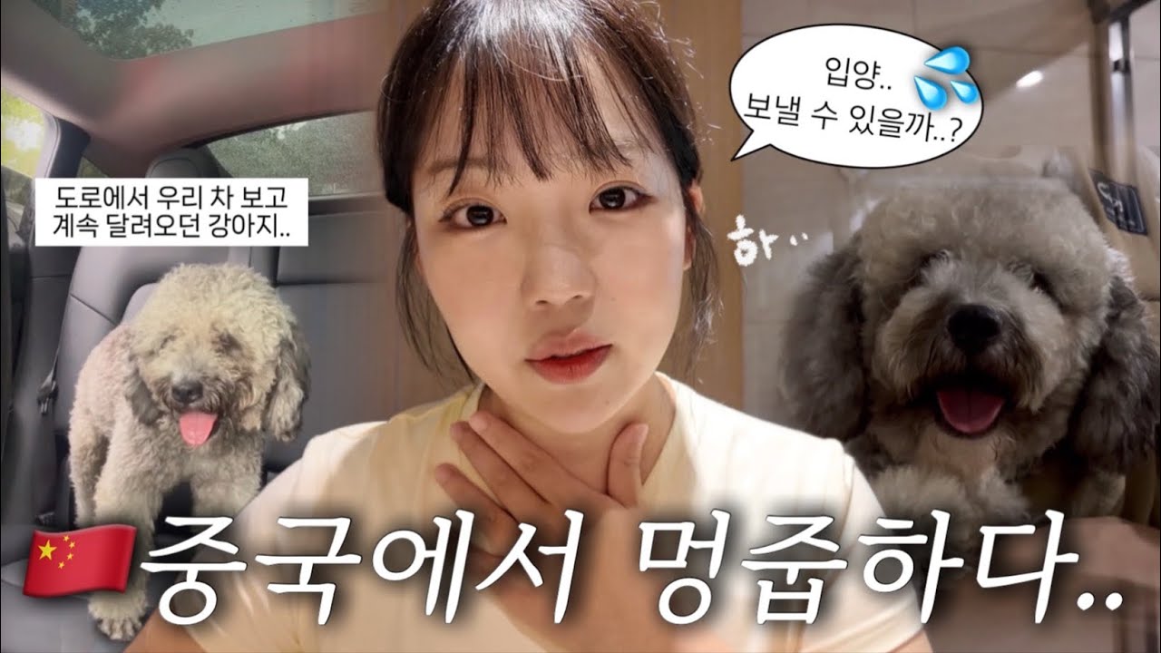 🇨🇳중국에서 멍줍했어요… 도로에서 쫓아오던 유기견 구조부터 입양까지🏡 | 중국 브이로그 62