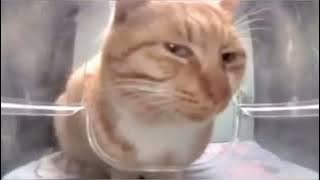 Creep by Radiohead covered by a cat