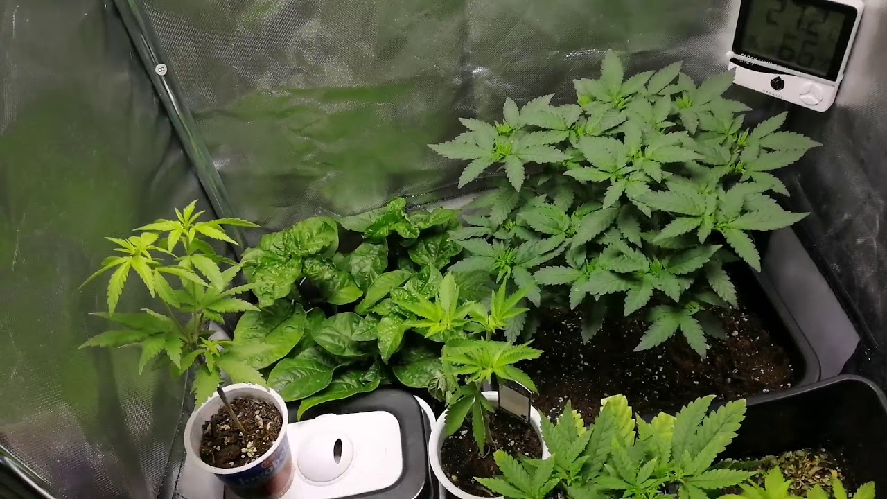 Carolina Reaper & Easy Sativa GROWSHOT #2