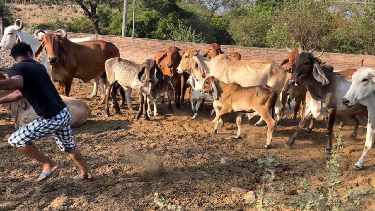 Vaca brava,,volvió a atacar a Miguel casi lo enviste