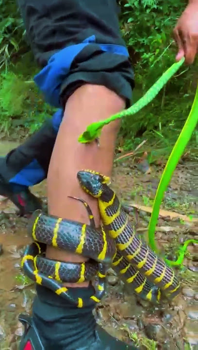ular belang dan ular Hijou nakal  #snake  tida untuk di tiru