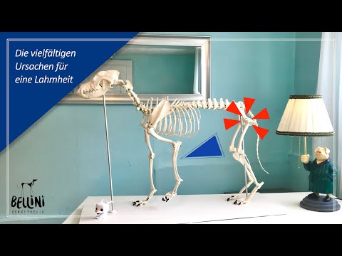 Video: 5 Ursachen für Lahmheit bei Hunden