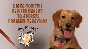 Using Positive Reinforcement to Address Problem Behaviors