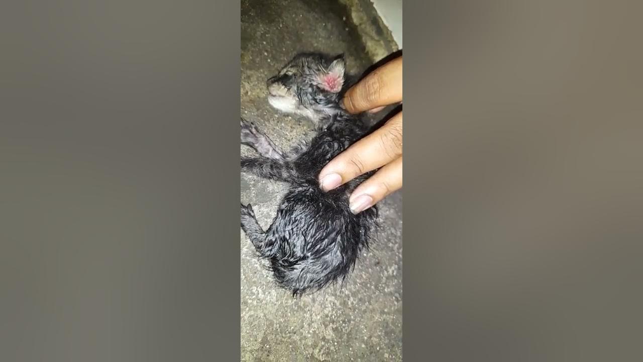 rescued kitten with maggots in ear ( puspin cats maggots survival