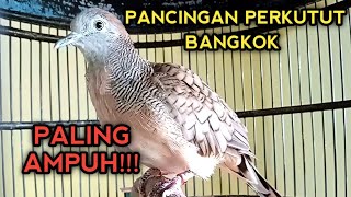PANCINGAN PERKUTUT BANGKOK GACOR AGAR BUNYI DENGAN SUARA PERKUTUT BANGKOK INI JOSS