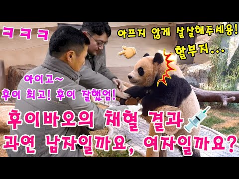 세상에😱 후이바오의 채혈 결과 공개! 💨💉후이는 과연 공주일까요, 왕자일까요?ㅎㅎㅎ👀 #루이바오  #푸바오 #아이바오  #할부지