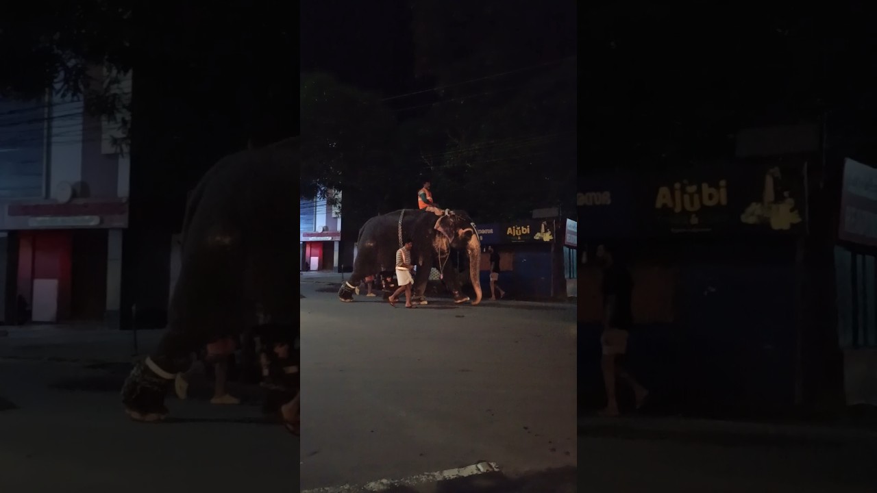 അടിക്കേണ്ട ആശാനേ ഞാൻ മര്യാദക്ക് നടന്നോളാം 😱😱😱#shortsfeed #shorts #viral #subscribe