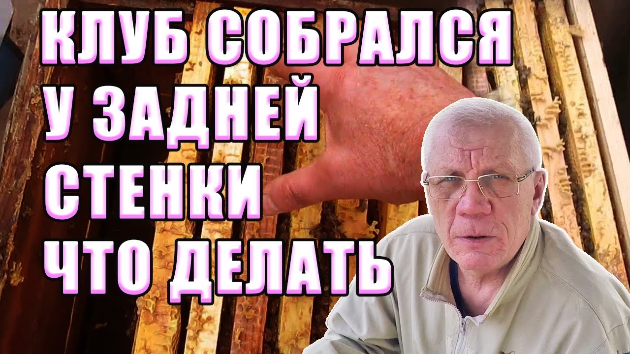 Пасека осень Клуб сел у задней стенки Что делать Почему пчелы ... - YouTube