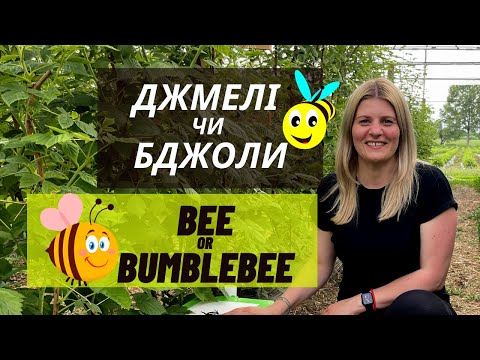 Бейне: Араларға балама тозаңдандырғыштар дегеніміз не