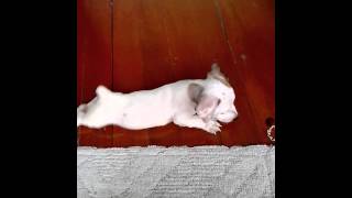 VID 20121215 124224