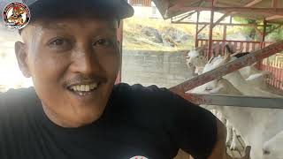 CARA MEMERAH SUSU KAMBING YANG BAIK DAN BENAR