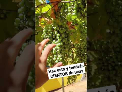 Video: Requisitos de riego de la vid: Aprenda a regar las uvas en el jardín