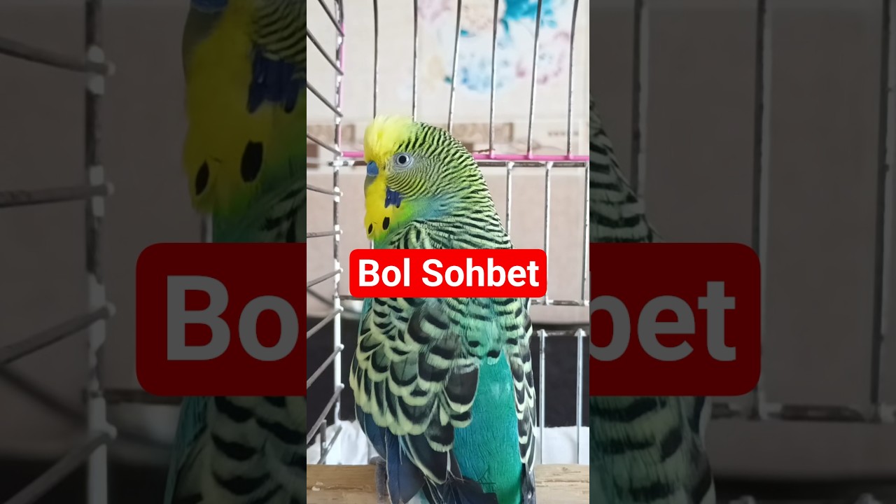 Muhabbet kuşu Konuşturma #konuşankuş #muhabbetkuşu #muhabbetkuşusesi #birds #talkingparot #kuşbakımı