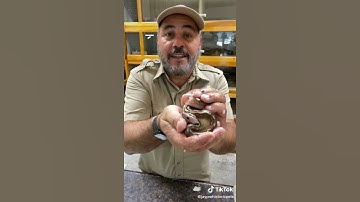 Why we cut snake eggs behind reason #snakes #cut #hatching