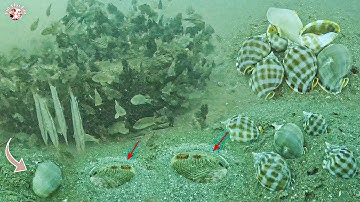Lặn Biển Gặp Ổ Ốc Tỏi Bông_Ốc Mỡ Ghẹ Xanh Bắt Không Kịp Tay Dưới Độ Sâu 15 Mét P110