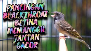 PALING DICARI!! PANCINGAN BLACKTHROAT BETINA MEMANGGIL JANTAN BIAR BUNYI GACOR