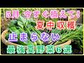 【成功確定】植えなきゃ損！夏中食べ続けられる5月に植えるべき最強夏野菜6選と30年のプロが教える収穫量を倍にする秘密