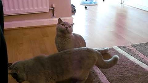 Humphrey & Hugo - Catnip Bubbles - Lilac British Shorthairs