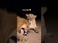 Funny Lion Snoring Loudly Until His Lioness Slaps Him Awake Funny Animal Moments