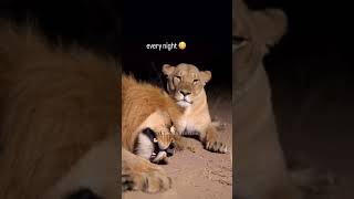 Funny Lion Snoring Loudly Until His Lioness Slaps Him Awake | Funny Animal Moments 😂🦁