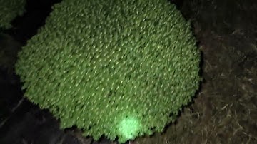 Cách trồng cúc mâm xôi Tết 2025 phần 17 - cập nhật 18/11 Âm Lịch