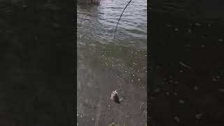 largemouth bass on the spinner @FishiNeeru13