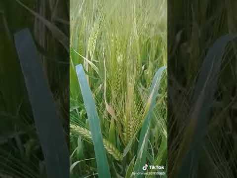 شحالك يا دار