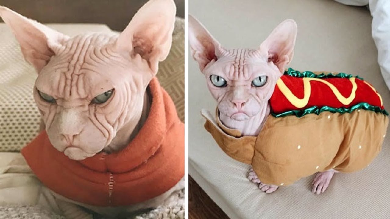 Woman That Buys Expensive ‘Sphynx’ Kitten Brings It Home And Detects A