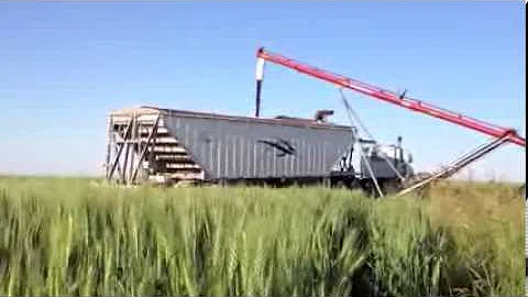 Meet Your Wheat - Pamela MacDonald (NCNM)