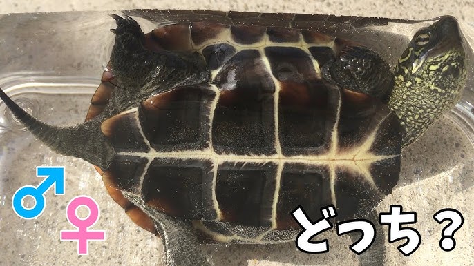 亀さんの雌雄判別方法 キボシイシガメ編 18 027 Youtube 亀さんの雌雄判別方法 キボシイシガメ編 18 027 Youtube