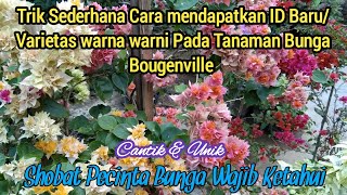 TRIK SEDERHANA CARA MENDAPATKAN ID BARU VARIETAS WARNA WARNI PADA BUNGA BOUGENVILLE DARI MUTASI