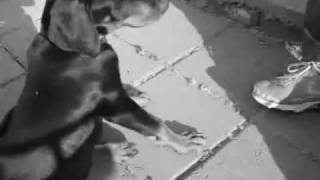 My Sister Training Her Doberman Some Basic Tricks