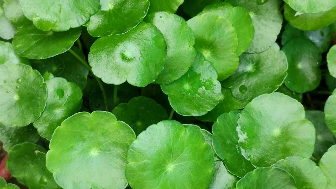 The potted plant with me is live