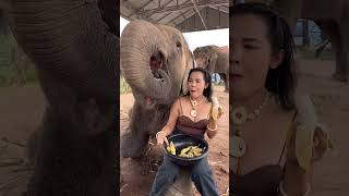 กินกล้วยกับน้องเมตตาจ้า Eating Bananas With Nong Metta #มาแรง #ช้างแสนรู้ #Elephant