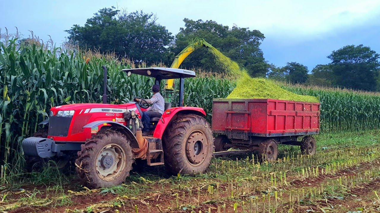 Trator massey Ferguson 4280 xtra fazendo a Silagem de milho da safra  com a ensiladeira JF c120!!