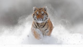 Amazing Winter Melodies! Calming, Peaceful Music For Your Heart
