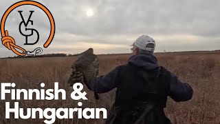 Unleashing a Raptor:  Finnish Goshawk vs. Hungarian Partridge by Versatile Gun Dog 90 views 4 months ago 1 minute, 29 seconds