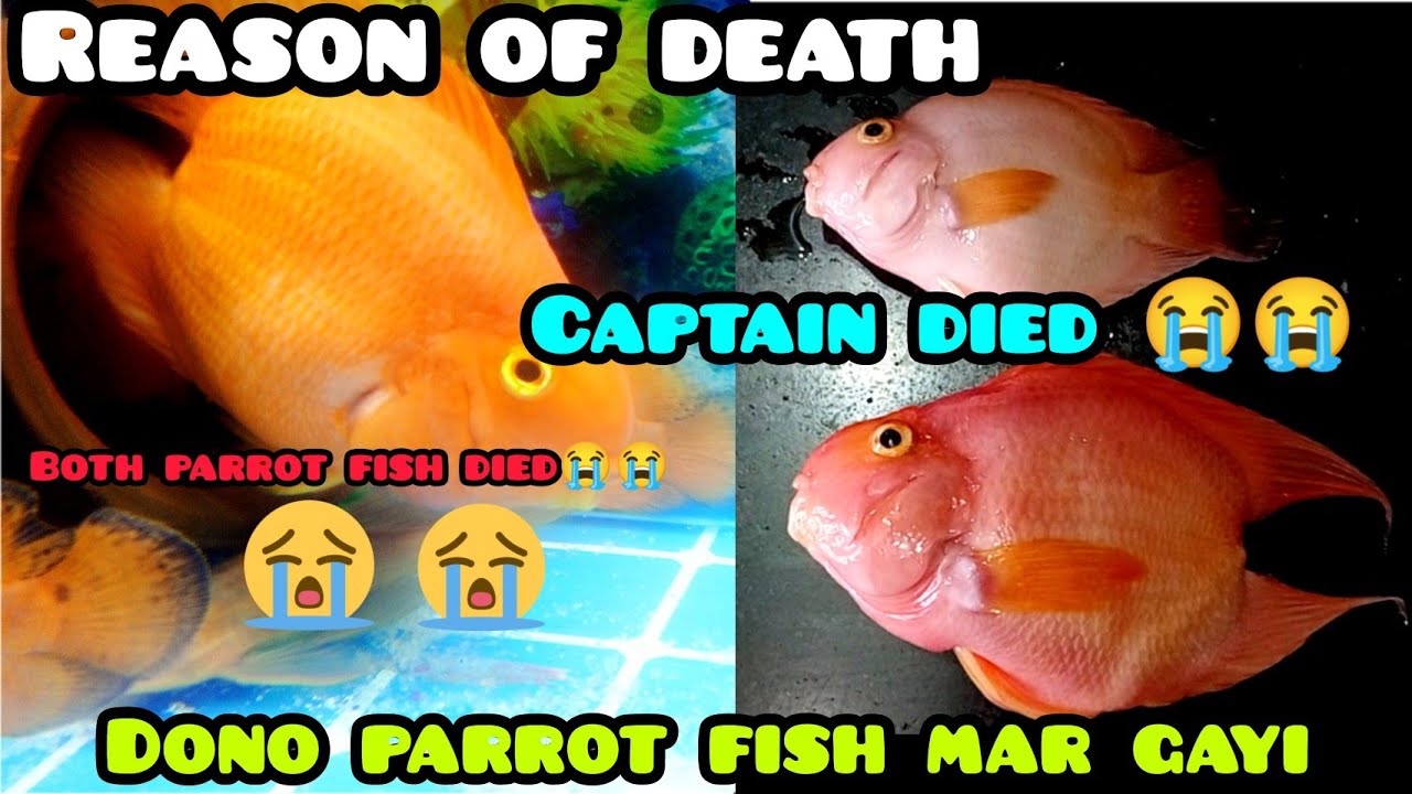 [CAPTAIN] My Parrot Fish Died 😭😭💔 Reason Saddest day 😭💔 rip parrotfish petsvlog sad