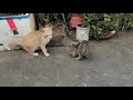 子猫 喧嘩 【怒っている猫の鳴き声】 猫 鳴き声 威嚇