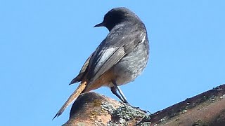 The black redstart - Rehek domácí (Phoenicurus ochruros) - Adult male and a Fledgeling