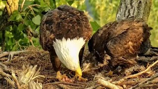 Decorah Eagles. DH2 gets breakfast. HD in with a fish. HM feeds nestovers - explore.org 05-28-2023